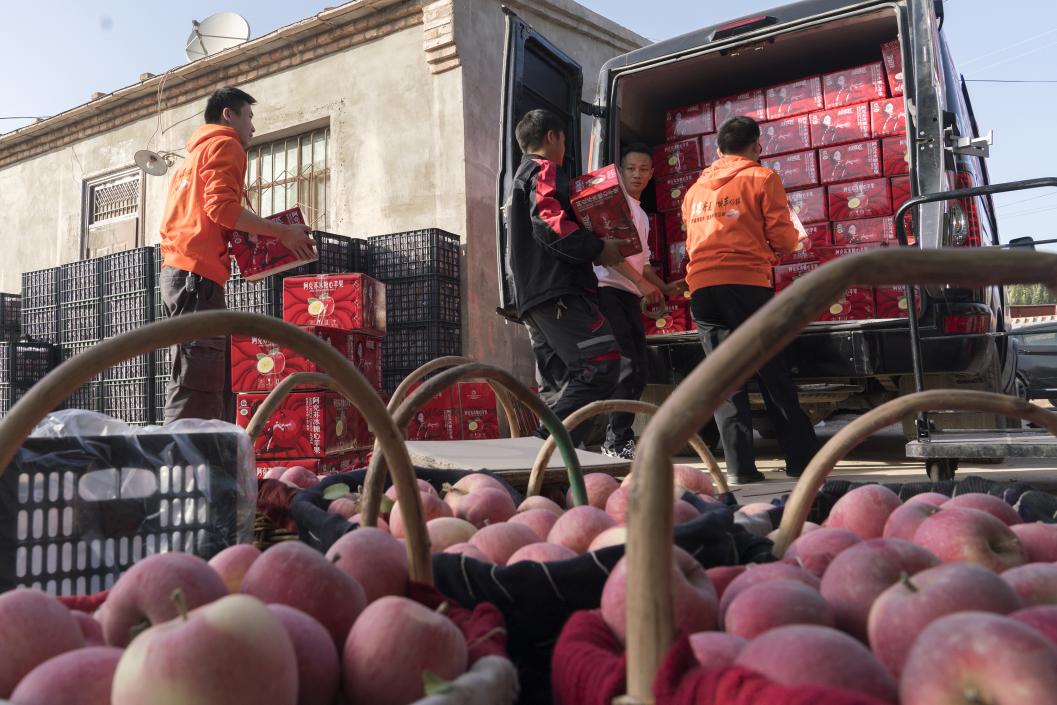 西部冰糖心蘋果，乘著商流上行。劉浩攝