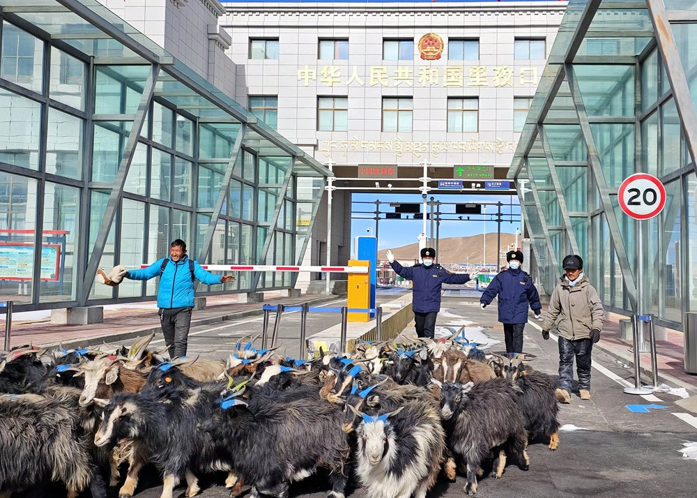 海關(guān)關(guān)員監(jiān)管驗(yàn)放出口活羊。次旺久美攝