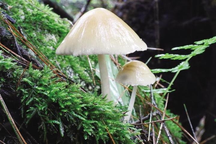 科研團(tuán)隊(duì)解鎖青藏高原大型真菌新密碼