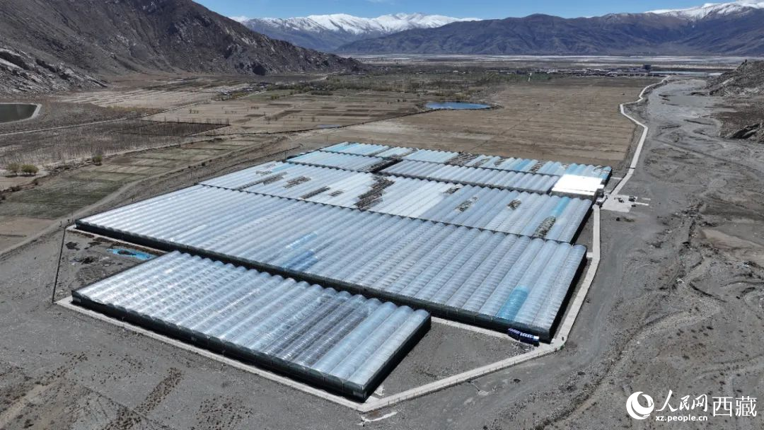 戈壁田園全景。次仁龍布攝