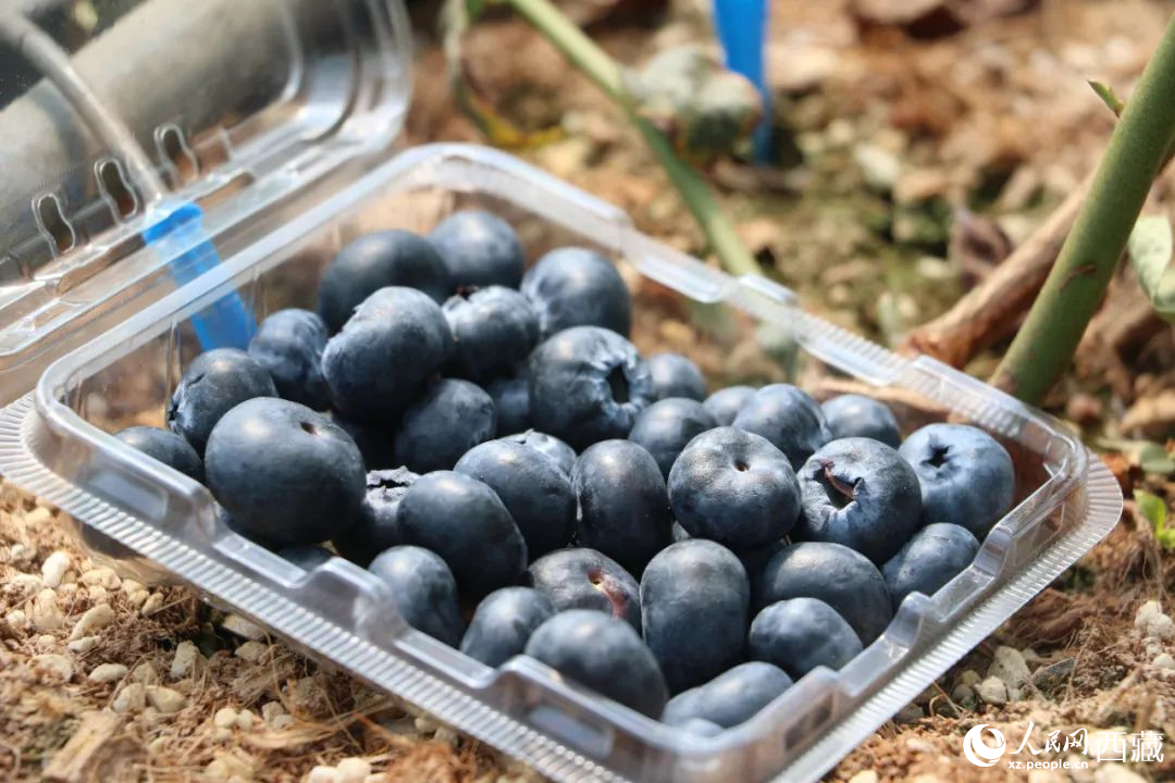 藍(lán)莓表面覆蓋著天然果霜。次仁龍布攝