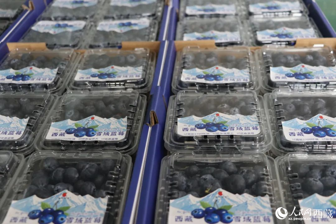 包裝好的藍(lán)莓。次仁龍布攝