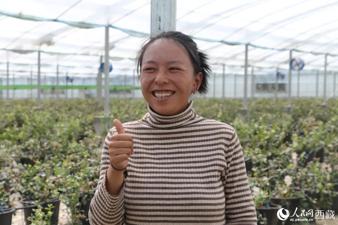 措姆品嘗自己精心照料的藍(lán)莓后，豎起了大拇指。次仁龍布攝