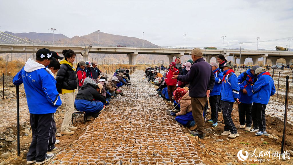 西藏定日：思政課“搬”進(jìn)育苗基地【4】