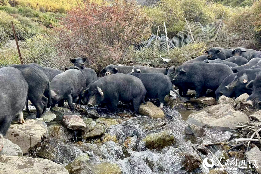 高山放養(yǎng)的藏香豬。人民網(wǎng)記者 次仁羅布攝