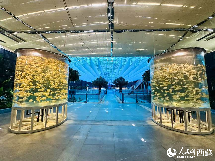 西普海洋公園。人民網(wǎng)記者 次仁羅布攝