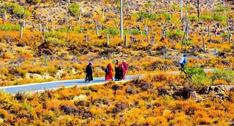 懂西藏的人，一定不會錯過林芝的秋天