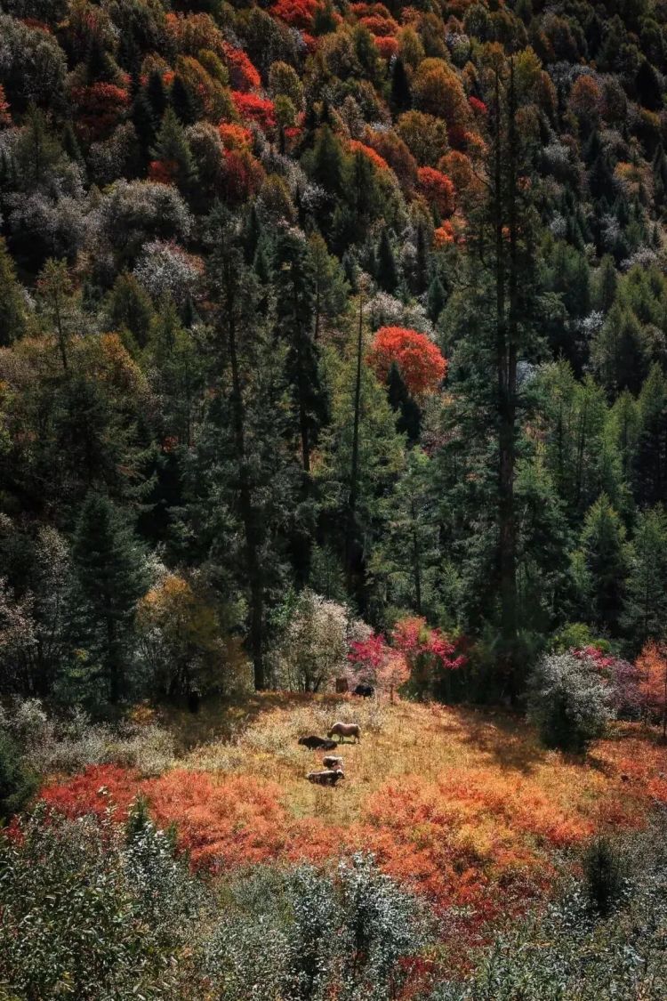 懂西藏的人，一定不會錯過林芝的秋天