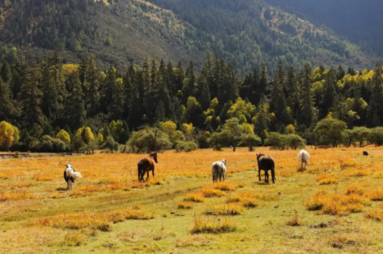 懂西藏的人，一定不會錯過林芝的秋天