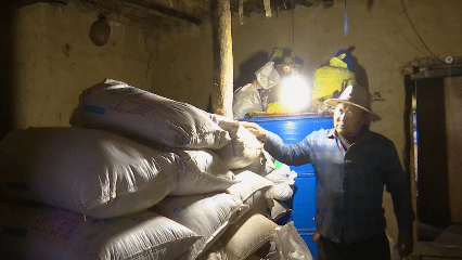 青稞“蛻變”，牦?！俺鋈Α?！看西藏農(nóng)牧民的“十四五”豐收答卷