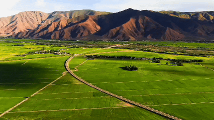 青稞“蛻變”，牦?！俺鋈Α?！看西藏農(nóng)牧民的“十四五”豐收答卷