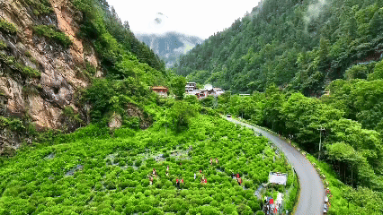 青稞“蛻變”，牦?！俺鋈Α?！看西藏農(nóng)牧民的“十四五”豐收答卷