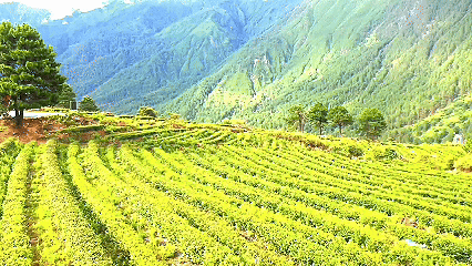 青稞“蛻變”，牦牛“出圈”！看西藏農(nóng)牧民的“十四五”豐收答卷