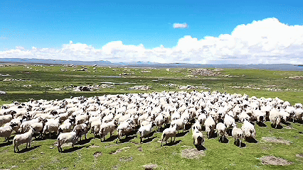 青稞“蛻變”，牦?！俺鋈Α保】次鞑剞r(nóng)牧民的“十四五”豐收答卷