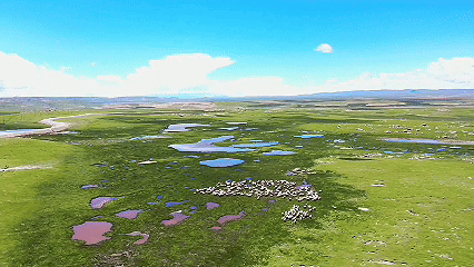 青稞“蛻變”，牦?！俺鋈Α?！看西藏農(nóng)牧民的“十四五”豐收答卷