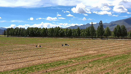 青稞“蛻變”，牦?！俺鋈Α保】次鞑剞r(nóng)牧民的“十四五”豐收答卷