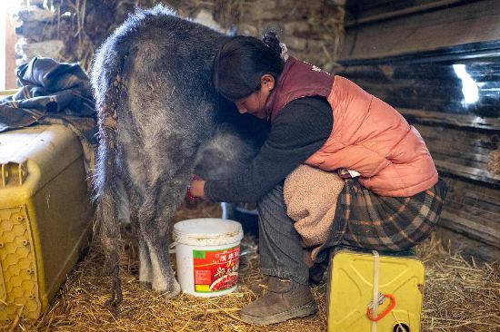 次仁普尺正在擠牛奶。人民網(wǎng)記者 翁奇羽攝