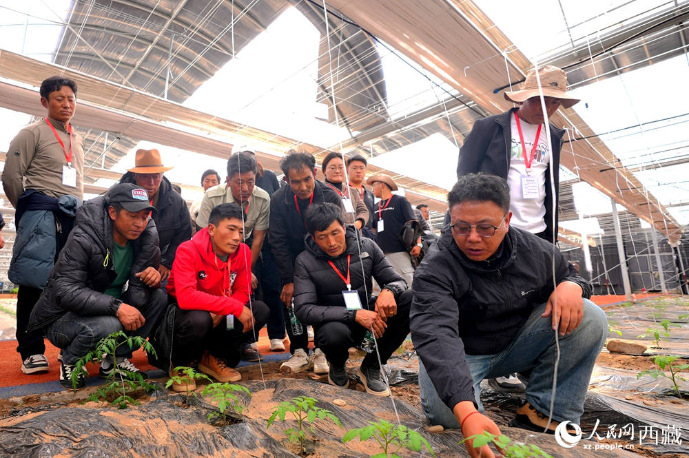 農(nóng)業(yè)專家蹲在田壟間，為圍攏過來的科技專干和基層農(nóng)技人員現(xiàn)場講解定植要點。人民網(wǎng)記者 吳雨仁攝