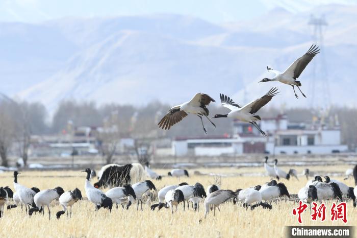 西藏拉薩:雪后黑頸鶴翩翩起舞