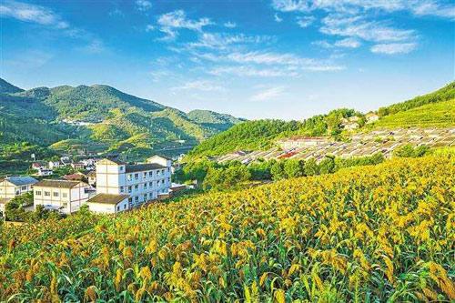 【理上網(wǎng)來o輝煌十九大】鄉(xiāng)村振興戰(zhàn)略：更綜合、全面、系統(tǒng)的發(fā)展戰(zhàn)略