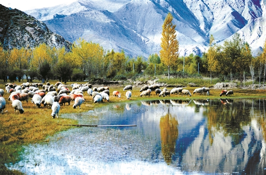 曲水縣郊外的怡人風(fēng)景。 拉薩日報 平措旺堆攝.jpg