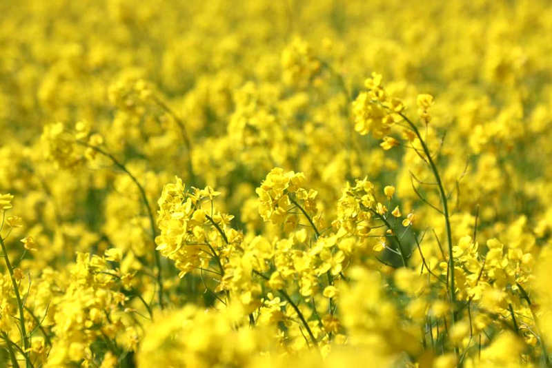 油菜花盛開(kāi)。洛克攝