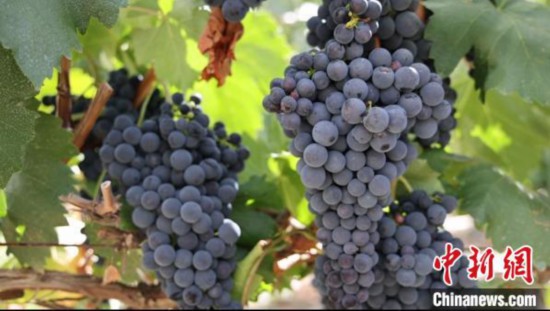 圖為桑日縣種植的葡萄?！∩侥仙Ｈ湛h委宣傳部提供