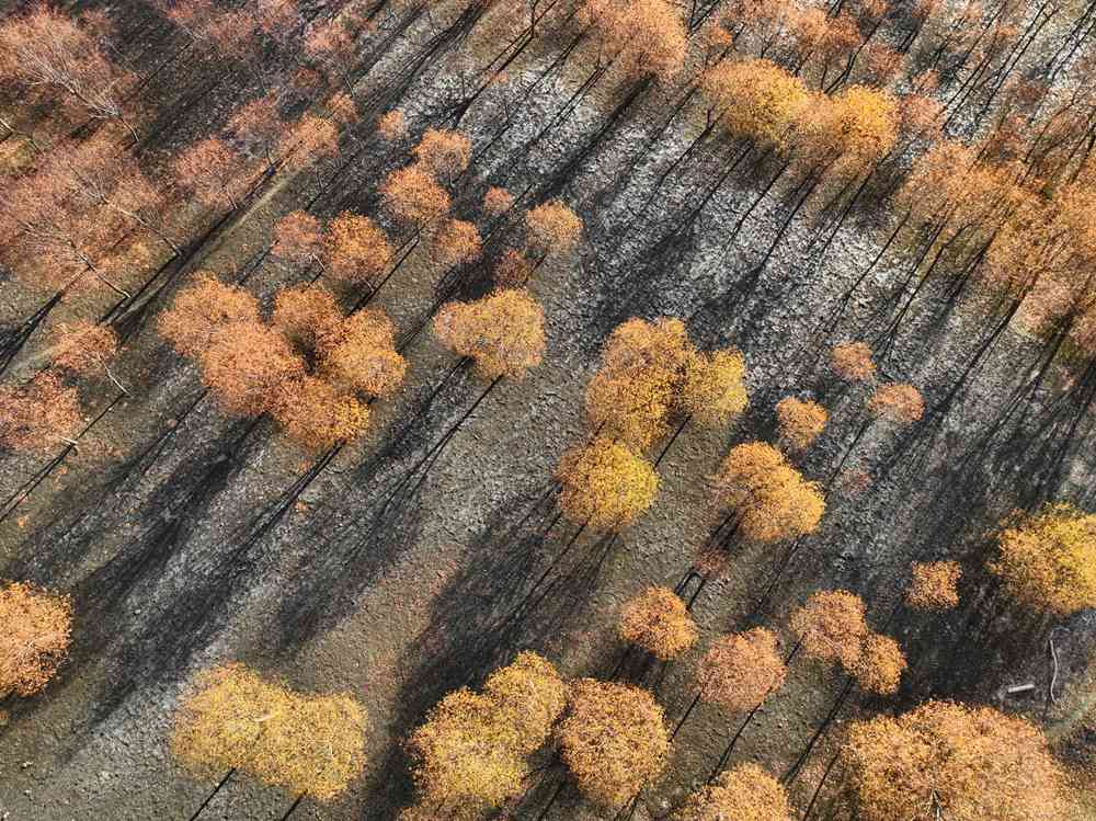 入冬時(shí)節(jié)，雅魯藏布江畔的樹林一片金黃。