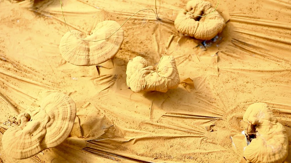 靈芝基地內(nèi)孢子粉布滿塑料膜。