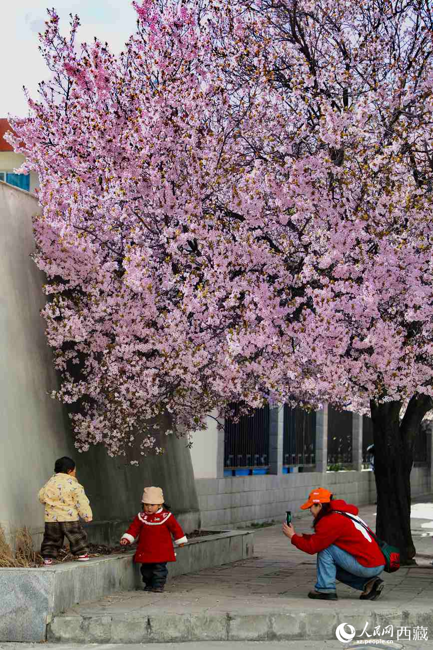 桃林下，拉薩市民游客樂享春光。人民網(wǎng)記者 次仁羅布攝