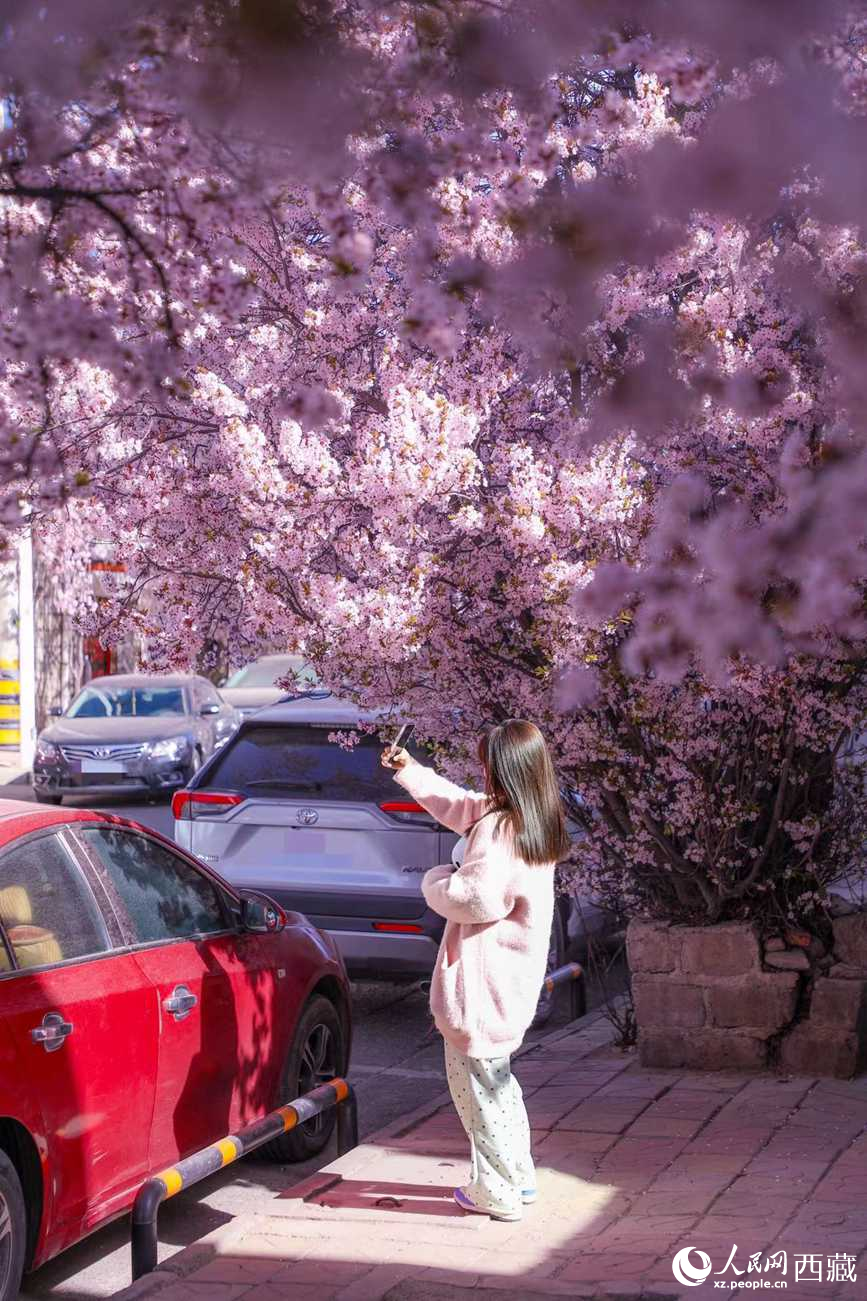 桃林下，拉薩市民游客樂享春光。人民網(wǎng)記者 次仁羅布攝