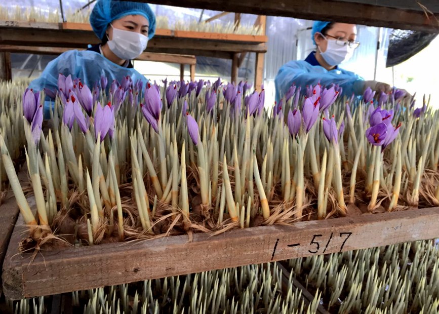 林芝天旺農(nóng)牧產(chǎn)品有限公司藏紅花種植基地工作人員采摘藏紅花。趙新民攝