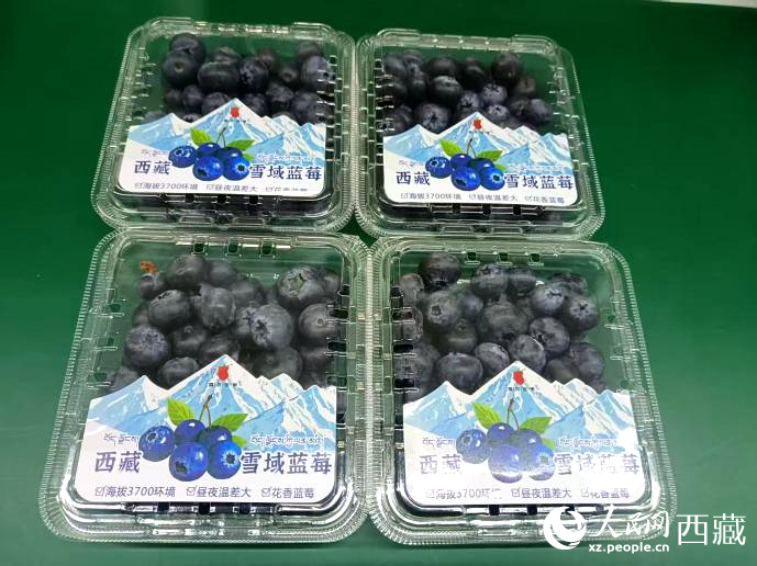西藏雪域藍(lán)莓。羅雨欣攝