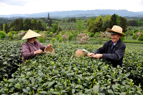 貴州省湄潭縣大力發(fā)展茶葉產(chǎn)業(yè)，60萬畝生態(tài)茶園實現(xiàn)了“綠水青山變成金山銀山”，生態(tài)與經(jīng)濟(jì)協(xié)調(diào)發(fā)展。圖為湄潭縣湄江街道金花村茶農(nóng)采茶 瞿欣含攝 _副本.jpg