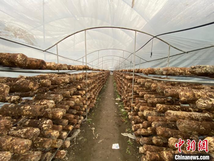 圖為基地里的食用菌菌棒。　劉鵬 攝