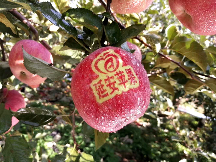 延安蘋果。柳林鎮(zhèn)果技站供圖。