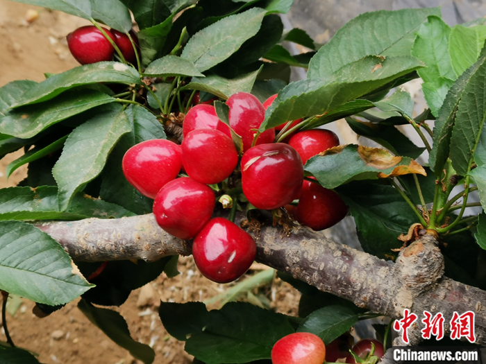 陜西省子長市盛宇現(xiàn)代農業(yè)示范園內，櫻桃鮮艷欲滴。<a target='_blank'  ><p  align=