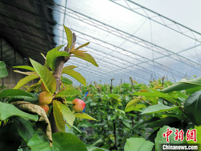 陜西省子長市盛宇現(xiàn)代農業(yè)示范園櫻桃園區(qū)。<a target='_blank'  ><p  align=
