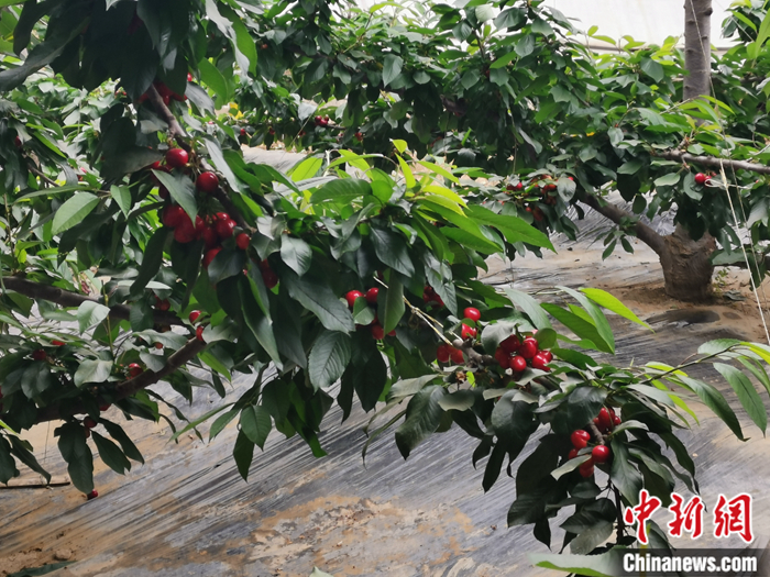 陜西省子長市盛宇現(xiàn)代農業(yè)示范園內，櫻桃鮮艷欲滴。<a target='_blank'  ><p  align=